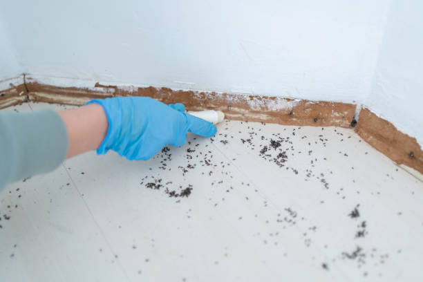 Reliable New Richmond, WI Pest Control Solutions